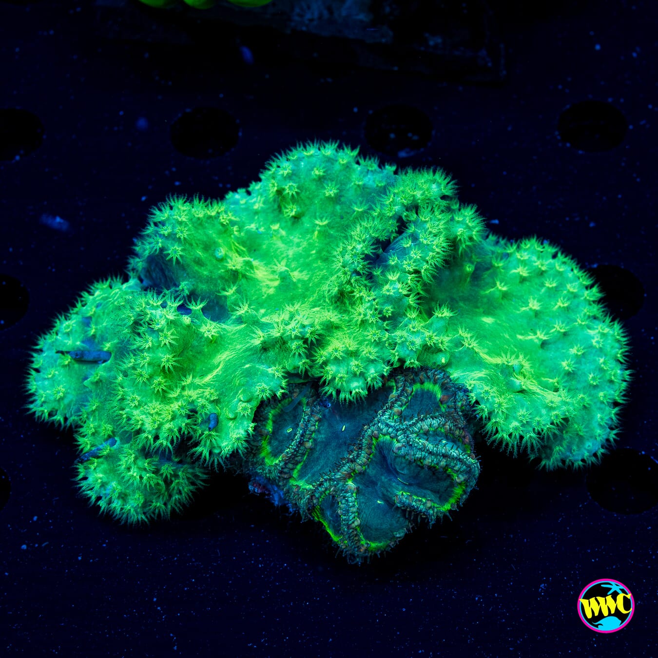 Swamp Ogre Blastomussa and Green Cabbage Leather - Actinic Photo