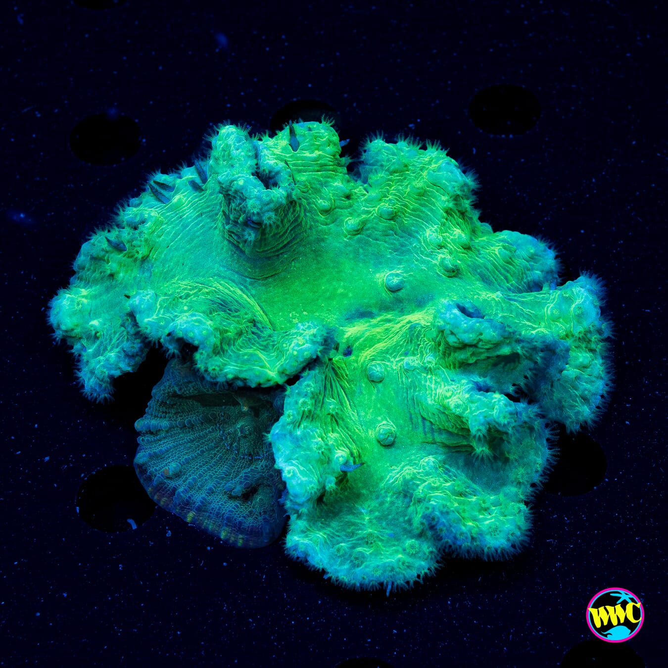 Forest Green Chalice and Neon Cabbage Leather - Actinic Photo