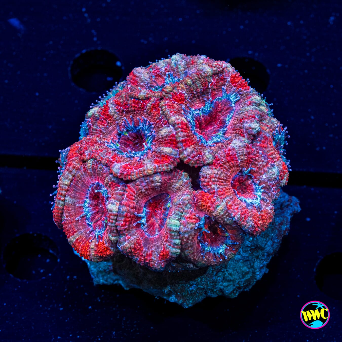 Pink Dreamz Aussie Lord - Actinic Photo