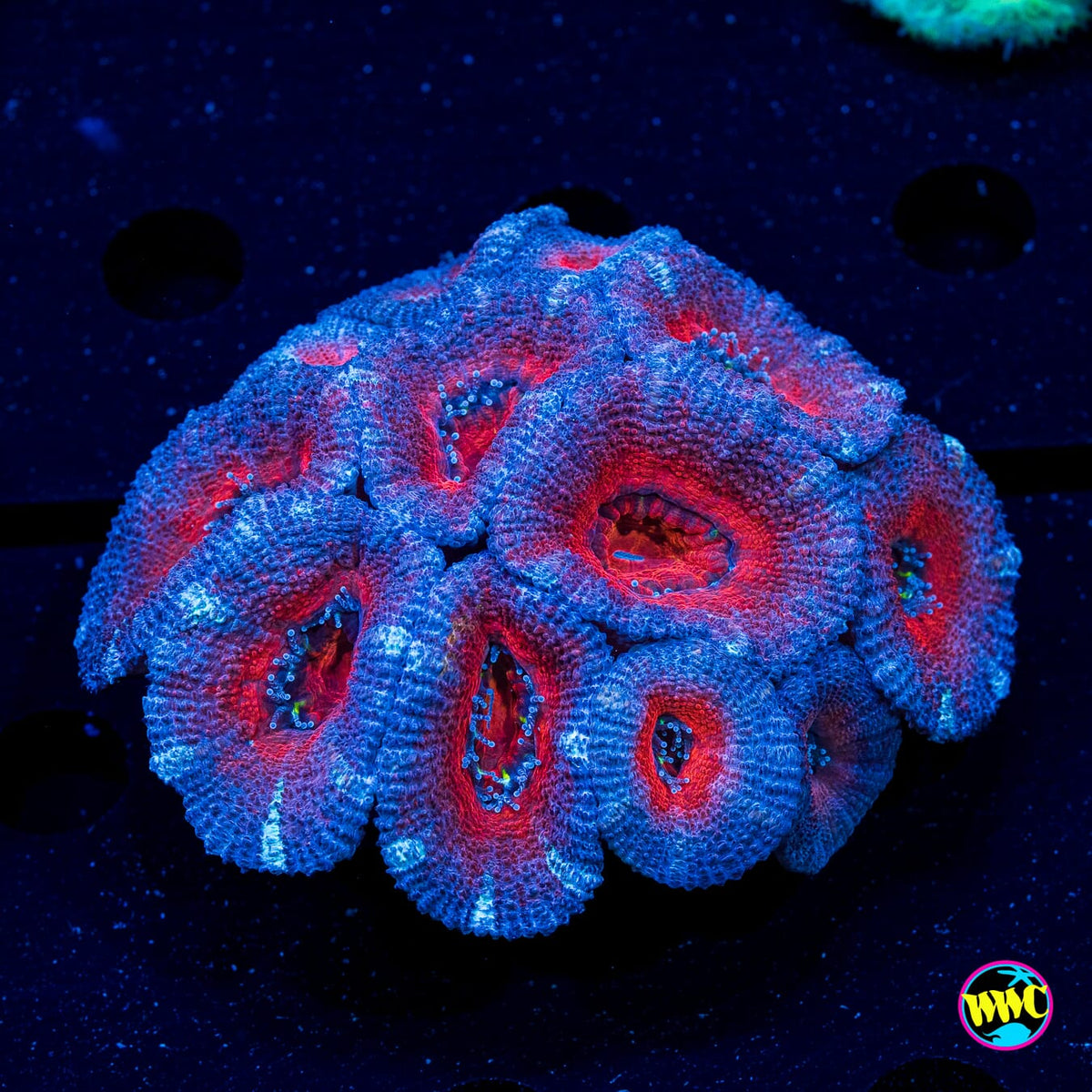 Blue Ribbon Aussie Lord - Actinic Photo