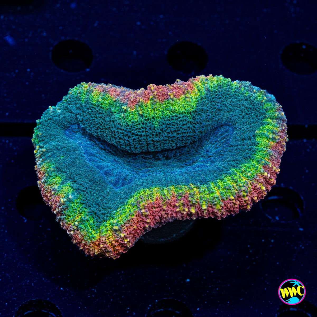 Rasta Lobophyllia - Actinic Photo