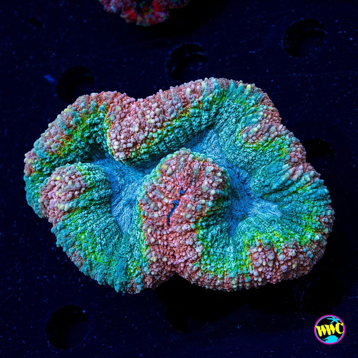 Pastel Prism Lobophyllia - Actinic Photo