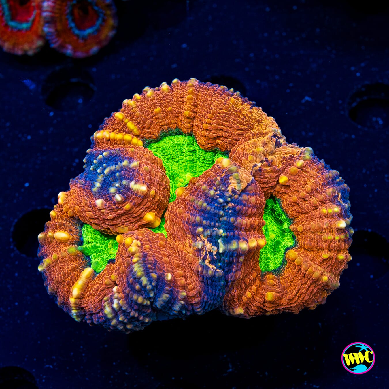 Alien Slime Pool Lobophyllia - Actinic Photo