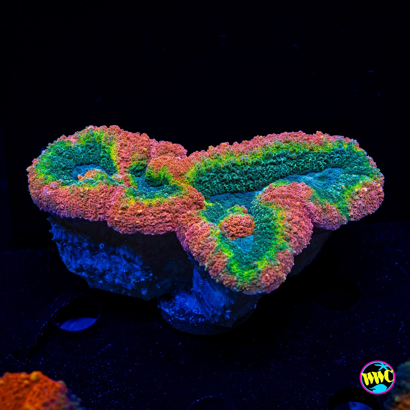 Ultra Rasta Lobophyllia - Actinic Photo