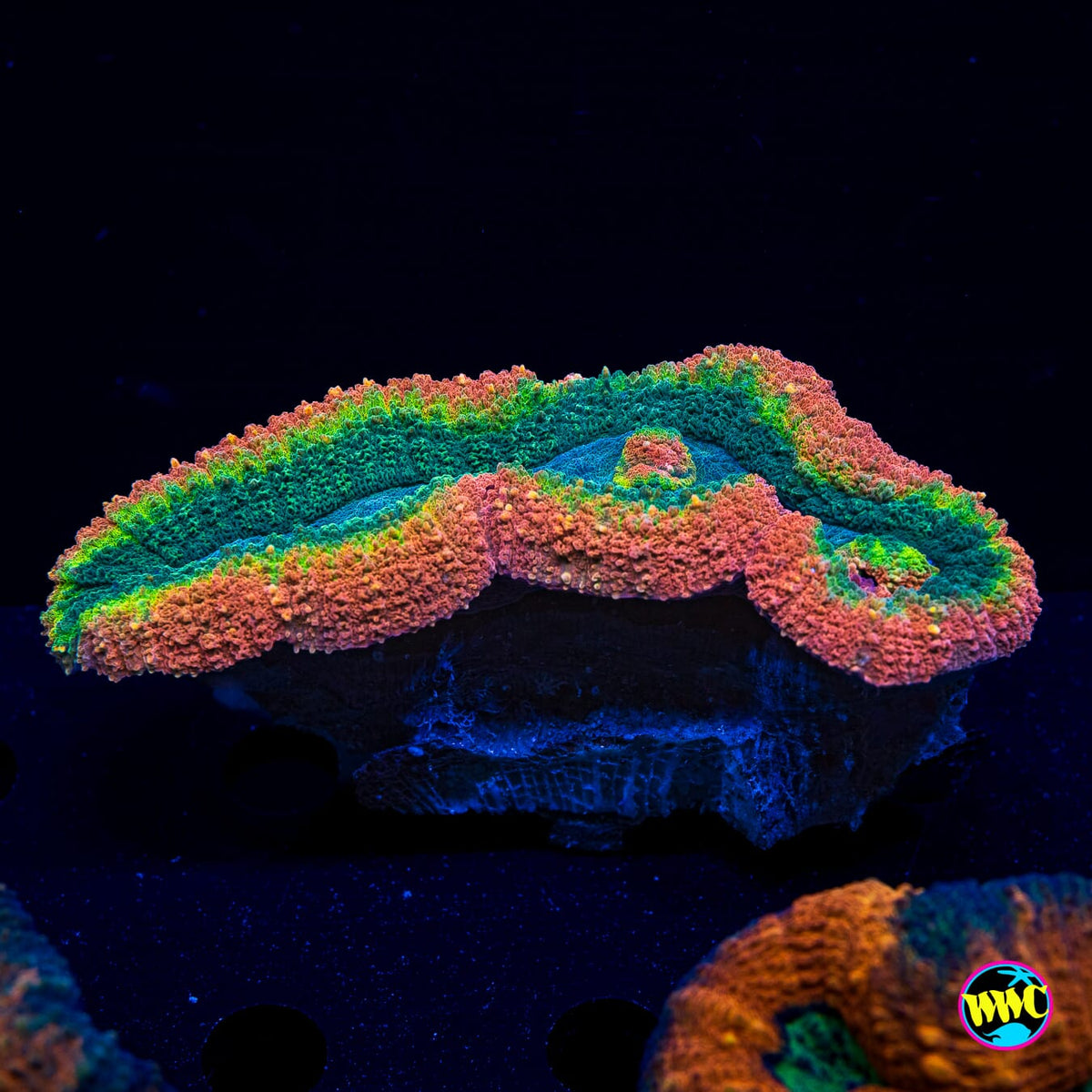 Ultra Rasta Lobophyllia - Actinic Photo