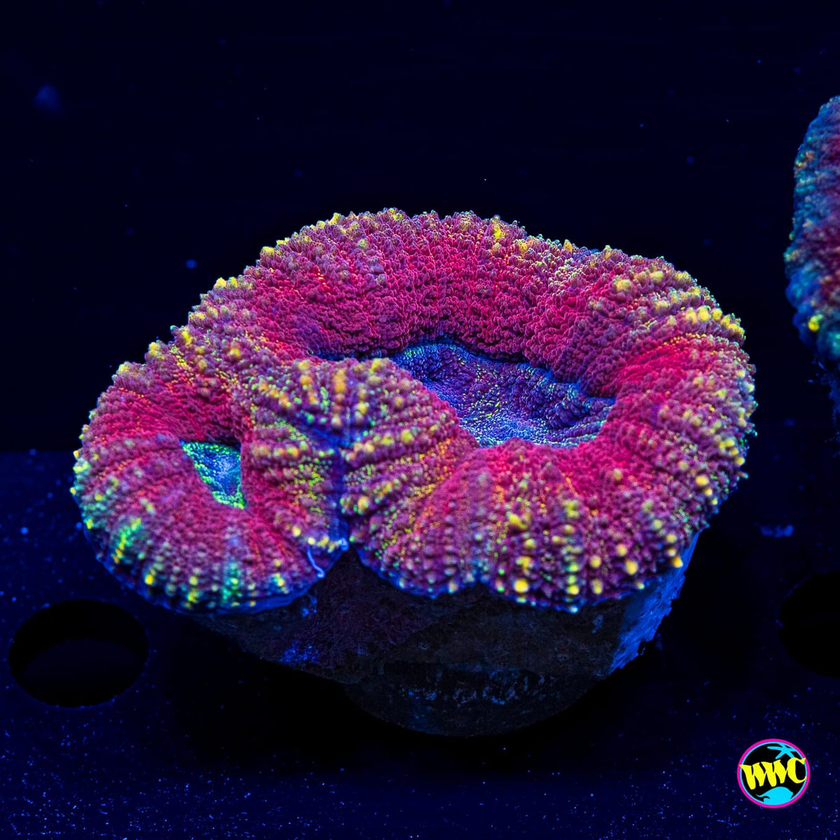 Scarlet Throne Lobophyllia - Actinic Photo