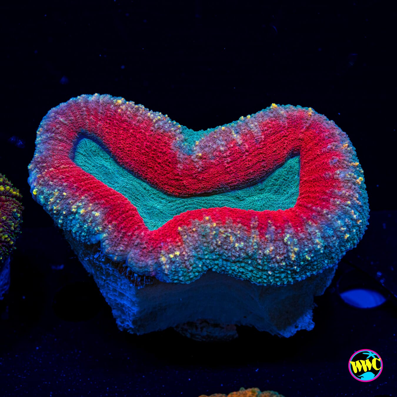 Stars and Stripes Lobophyllia - Actinic Photo