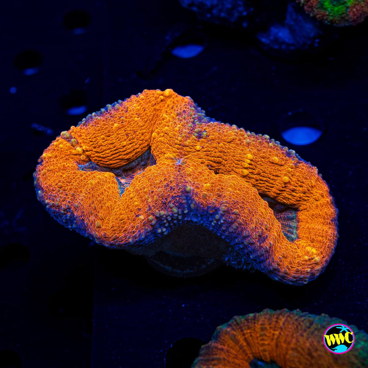 Lechonskers Lobophyllia - Actinic Photo