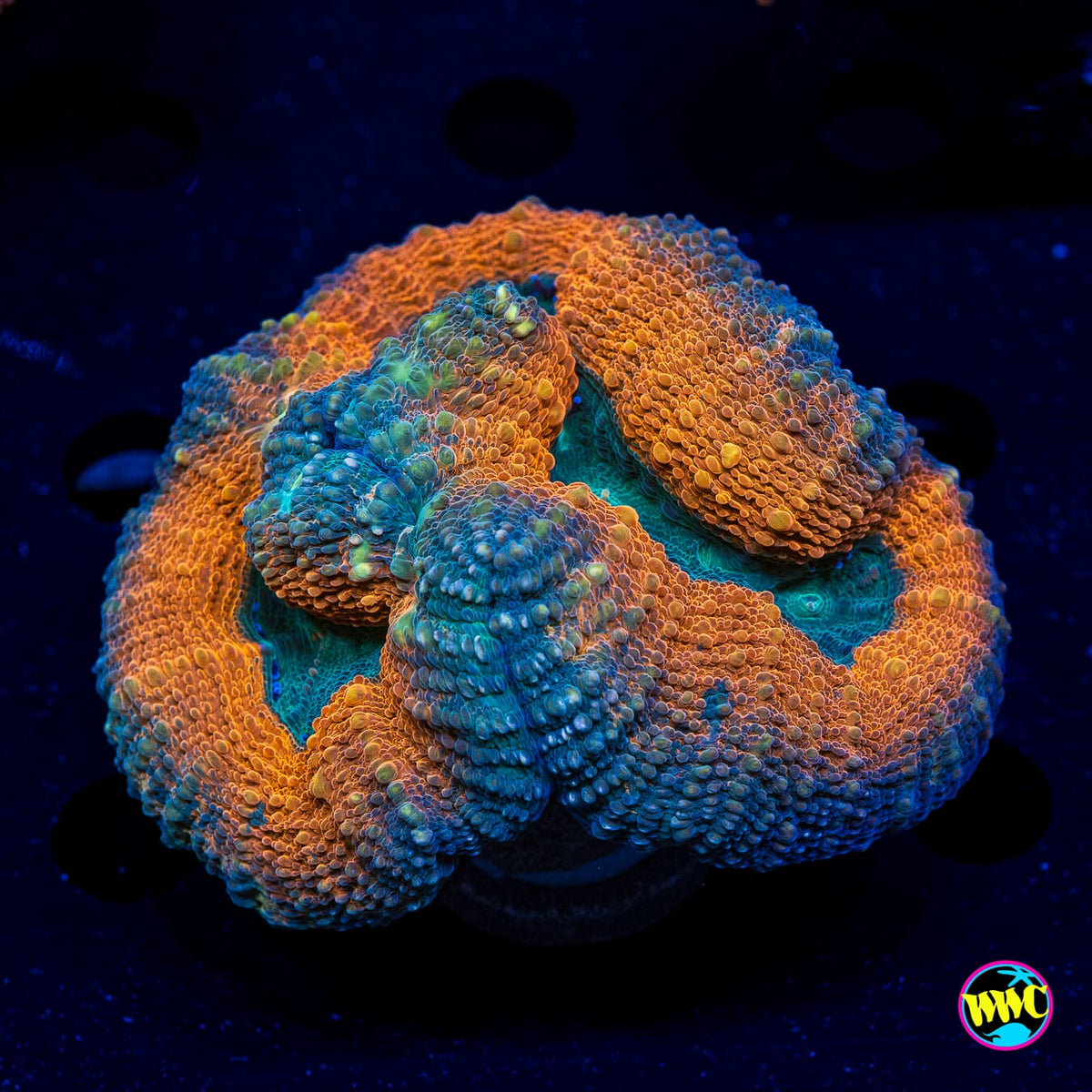 Orangeade Lobophyllia - Actinic Photo