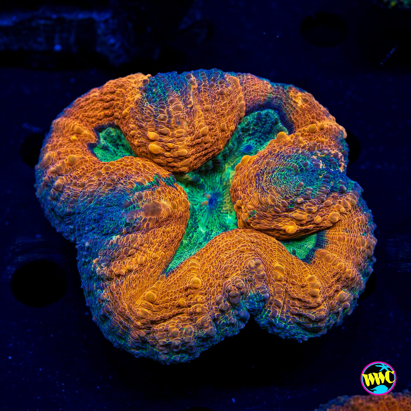 Orangeade Lobophyllia - Actinic Photo