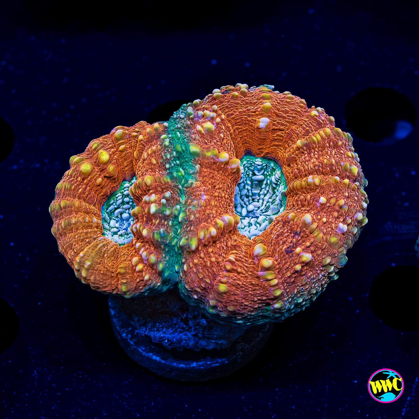 Orange Creamsicle Lobophyllia - Actinic Photo