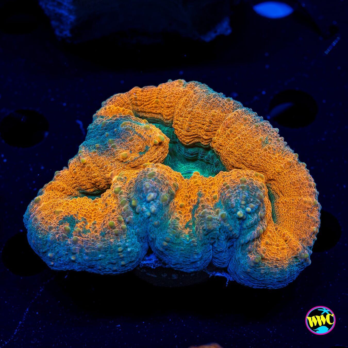 Orangeade Lobophyllia - Actinic Photo