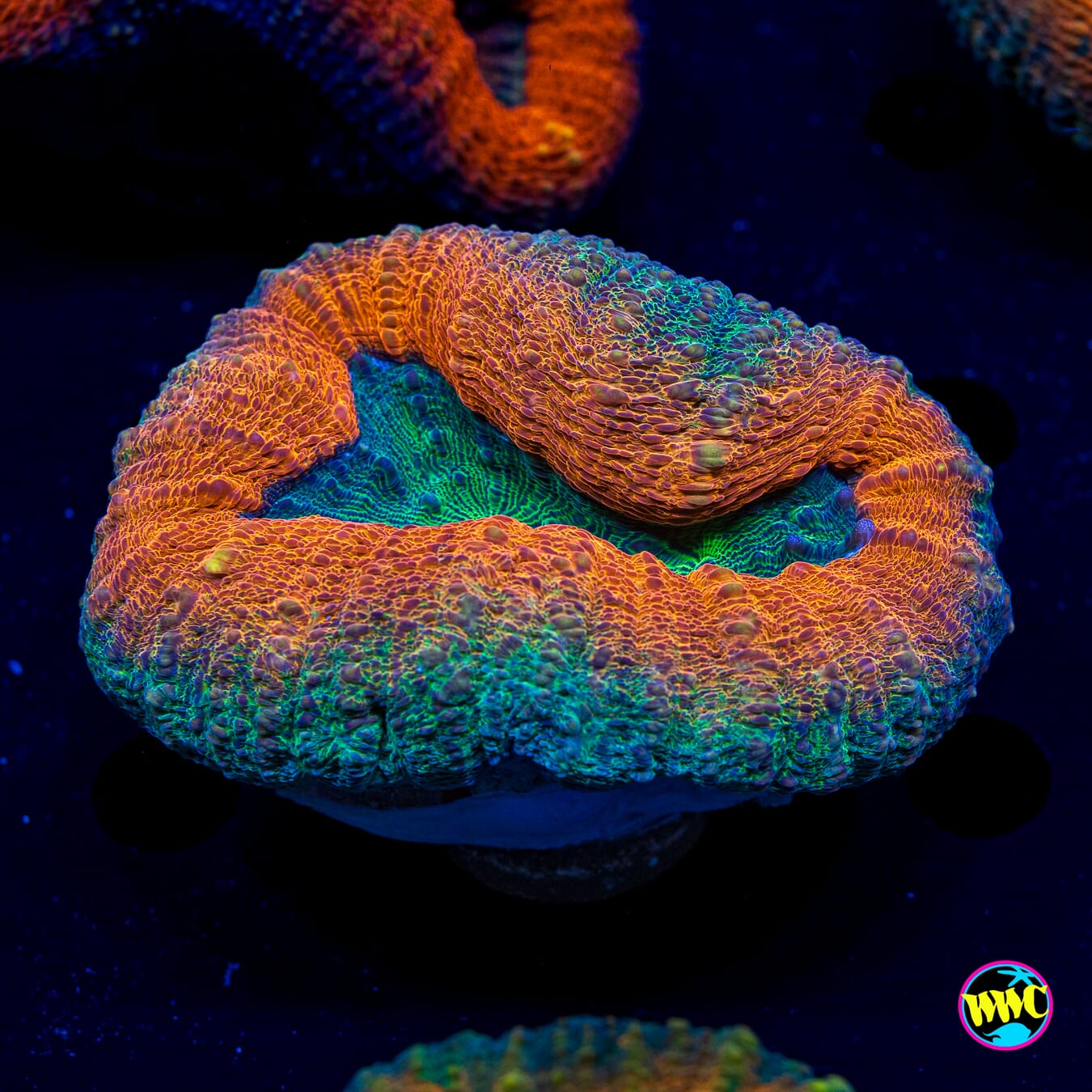 Earthen Ring Lobophyllia - Actinic Photo
