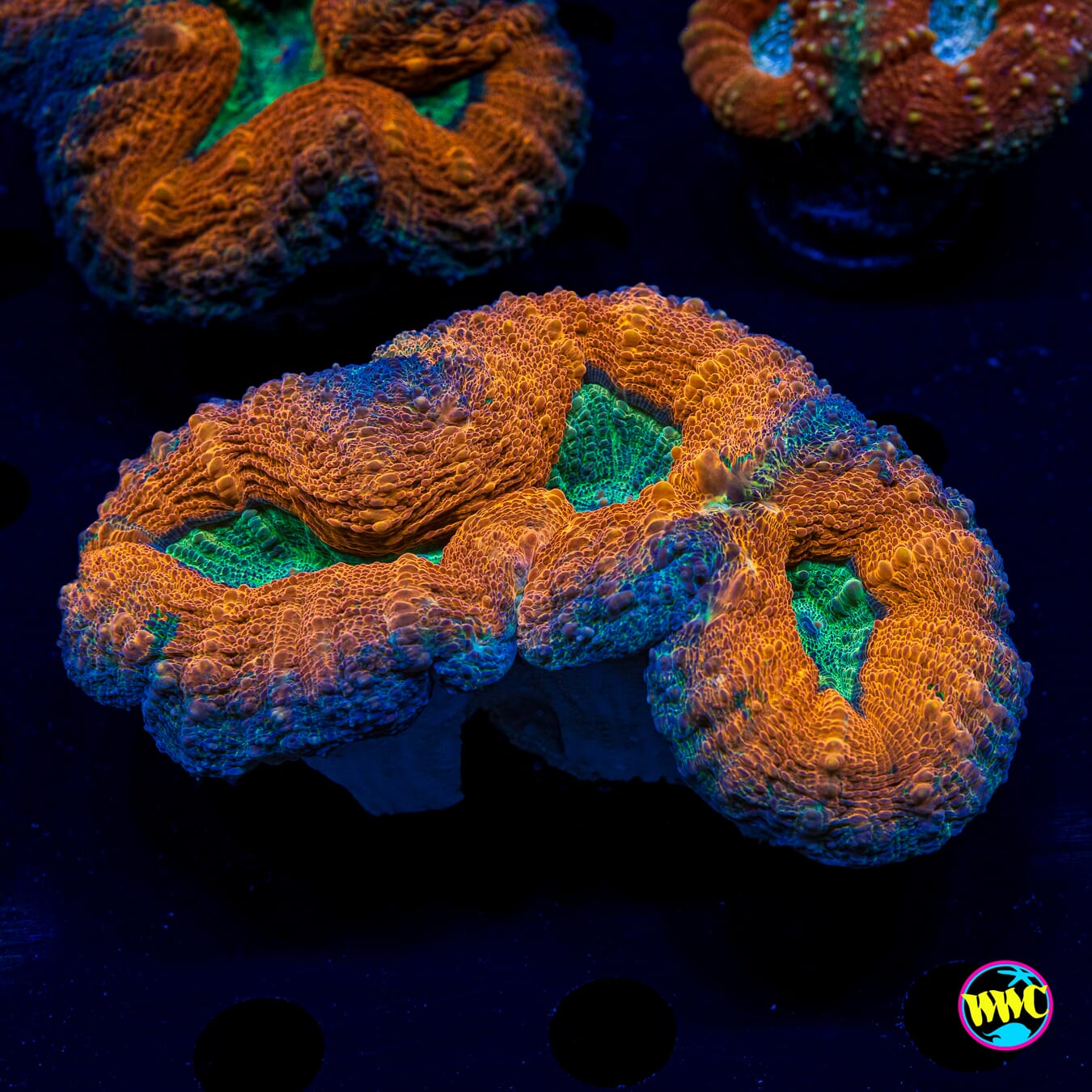 Orangeade Lobophyllia - Actinic Photo