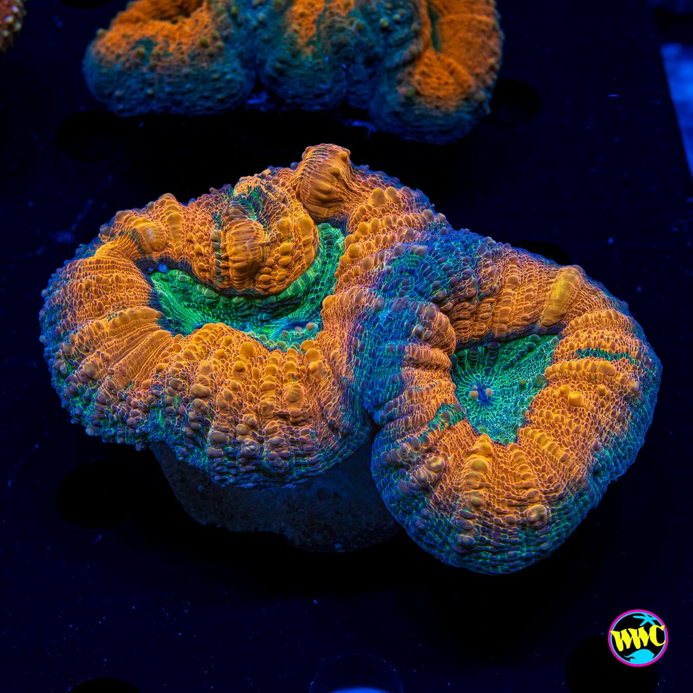 Orangeade Lobophyllia - Actinic Photo