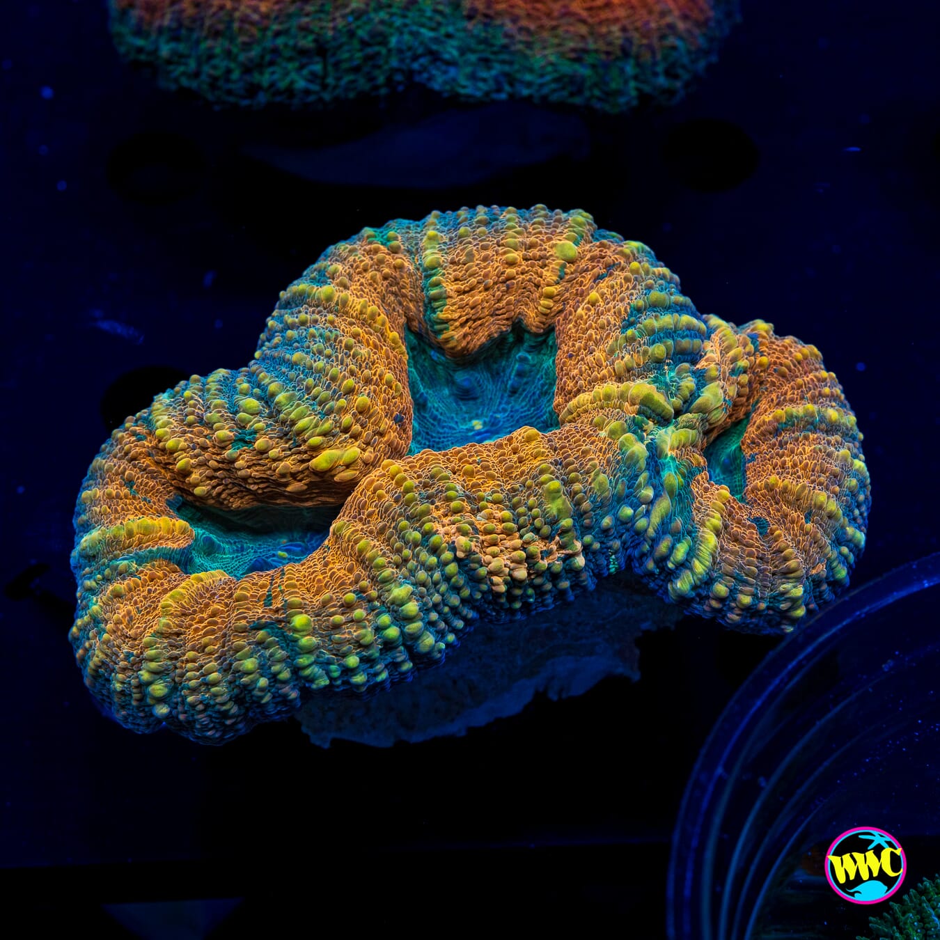 Tropicana Lobophyllia - Actinic Photo