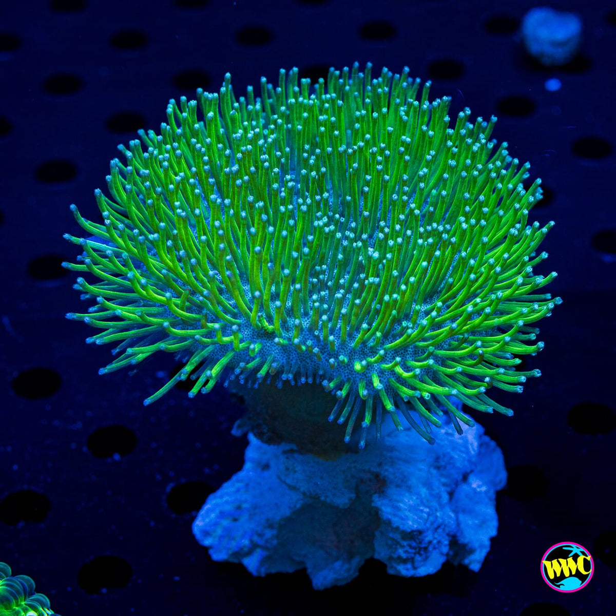 Long Polyp Toadstool Leather - Actinic Photo