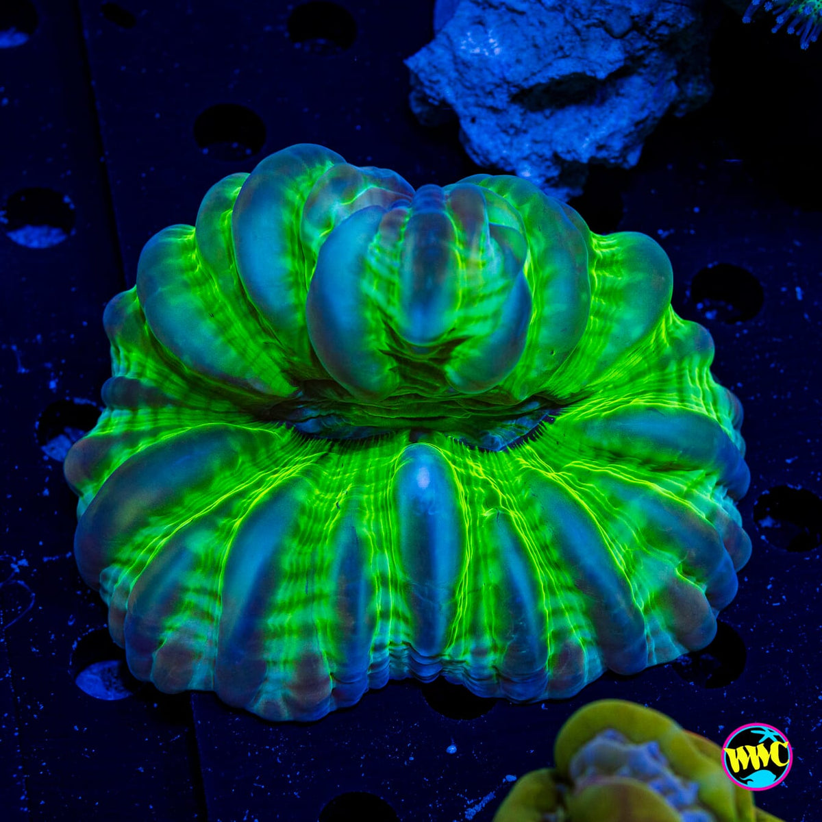 Jolly Green Cynarina - Actinic Photo