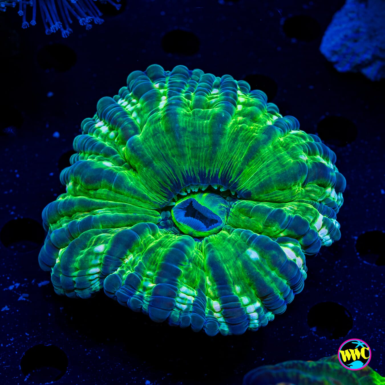 Evergreen Cynarina - Actinic Photo