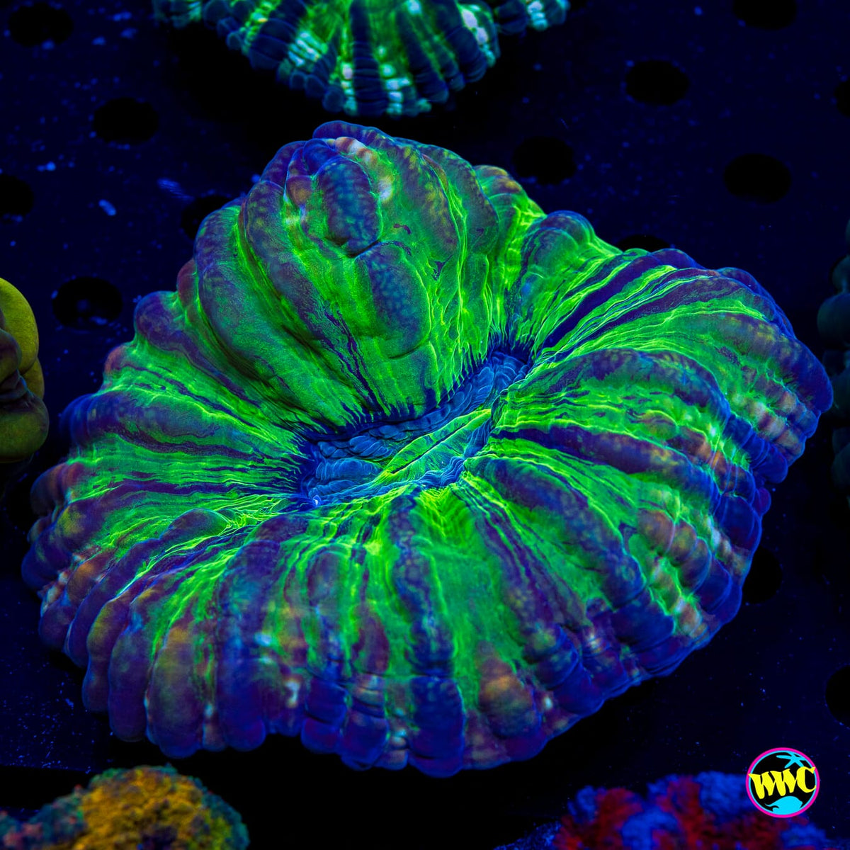 Frogman Cynarina - Actinic Photo