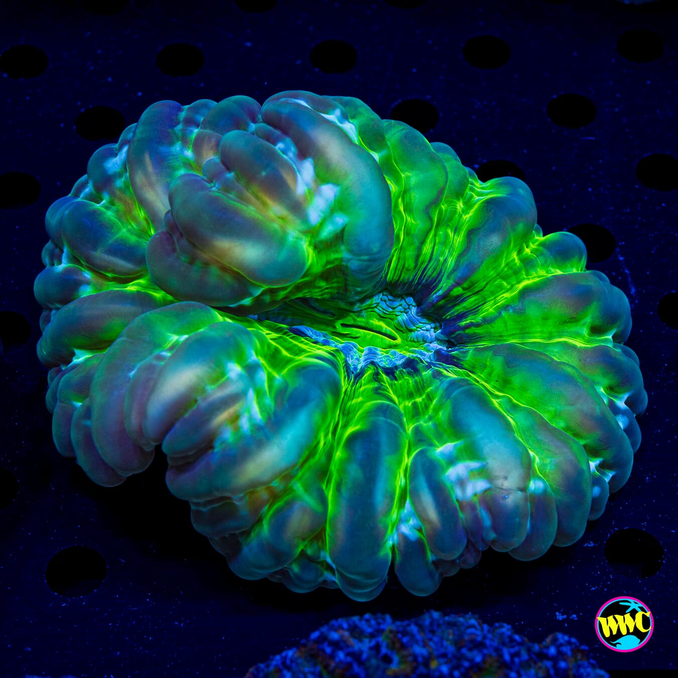 Blown Glass Cynarina - Actinic Photo