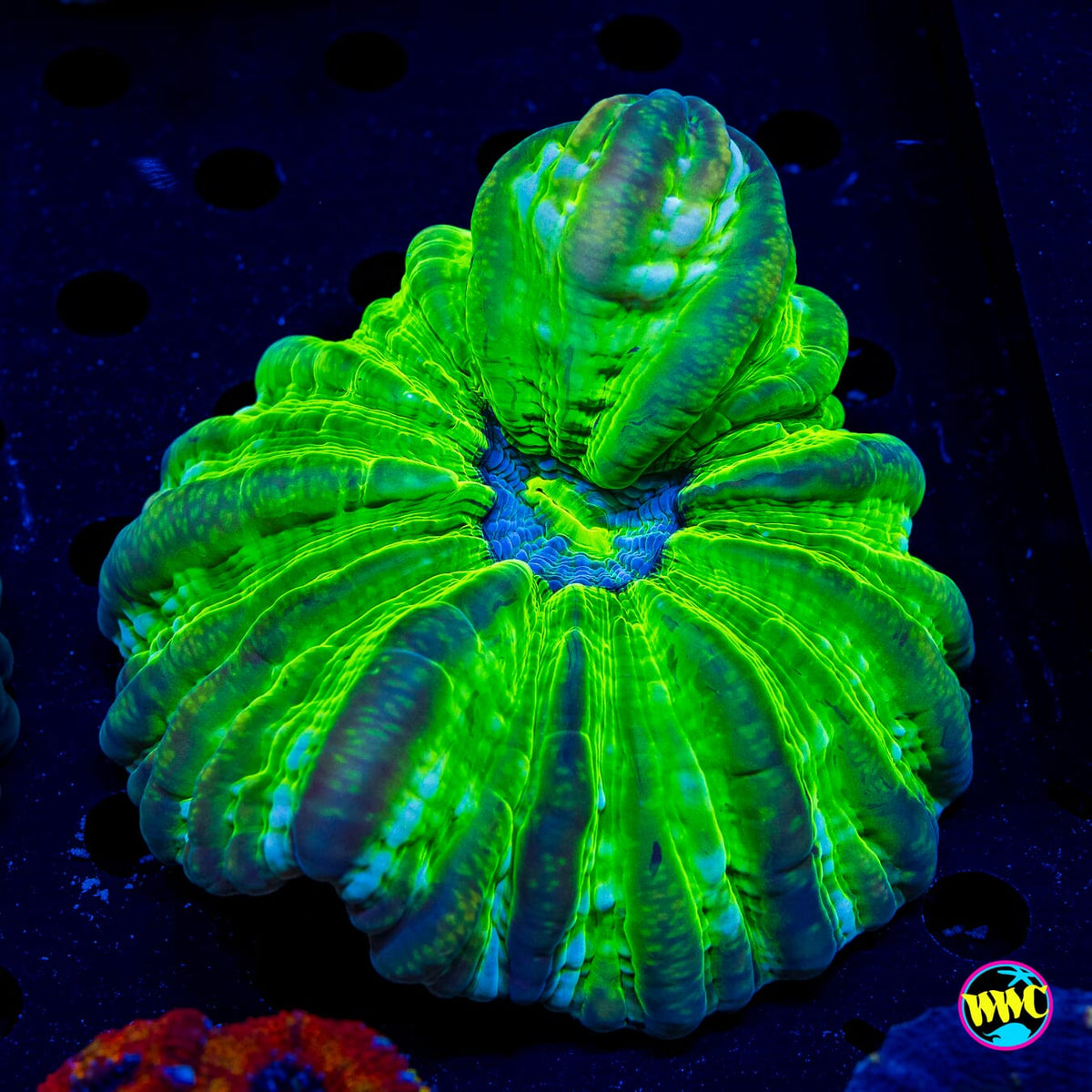 Toxic Pool Cynarina - Actinic Photo