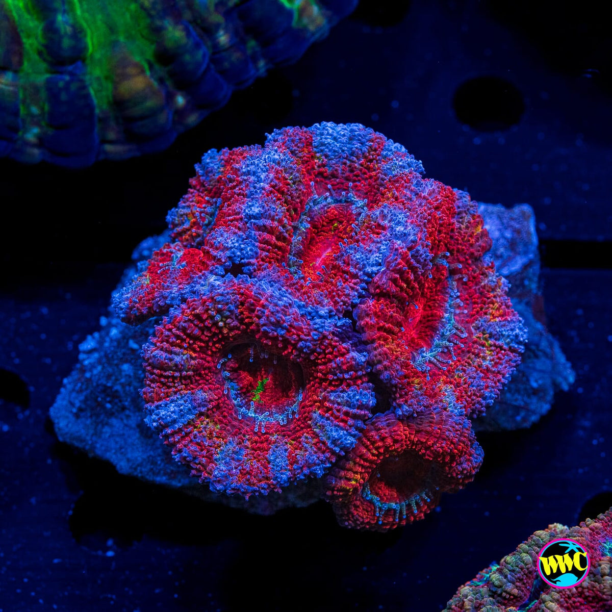 Stars and Stripes Aussie Lord - Actinic Photo