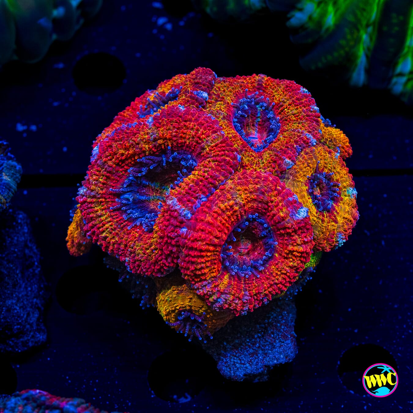 Solar Flare Aussie Lord - Actinic Photo