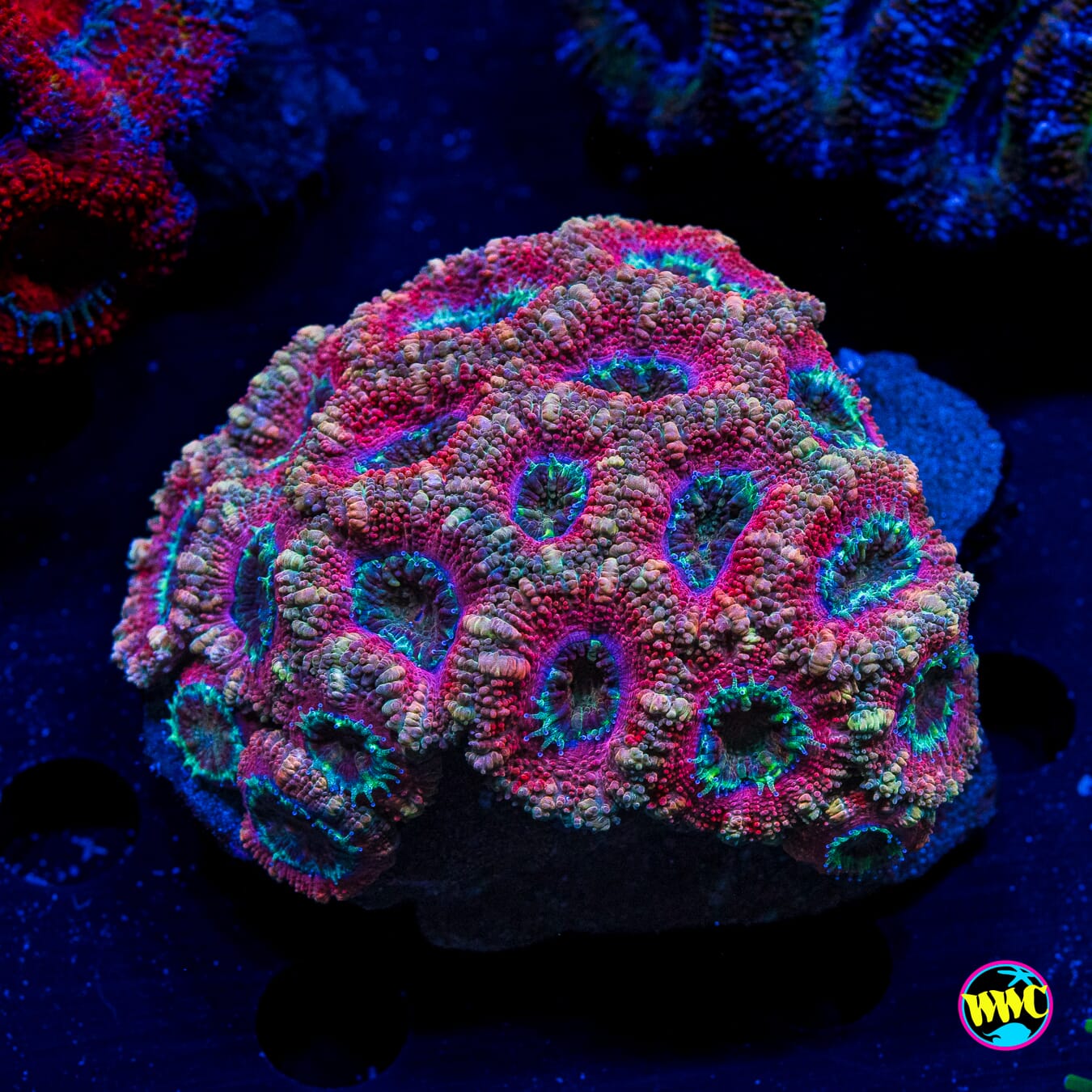 Carnaval Craze Aussie Lord - Actinic Photo