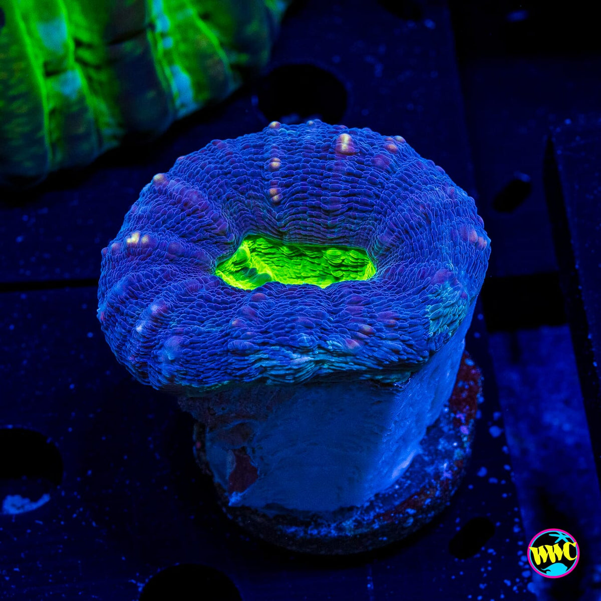 Poison Nova Lobophyllia - Actinic Photo