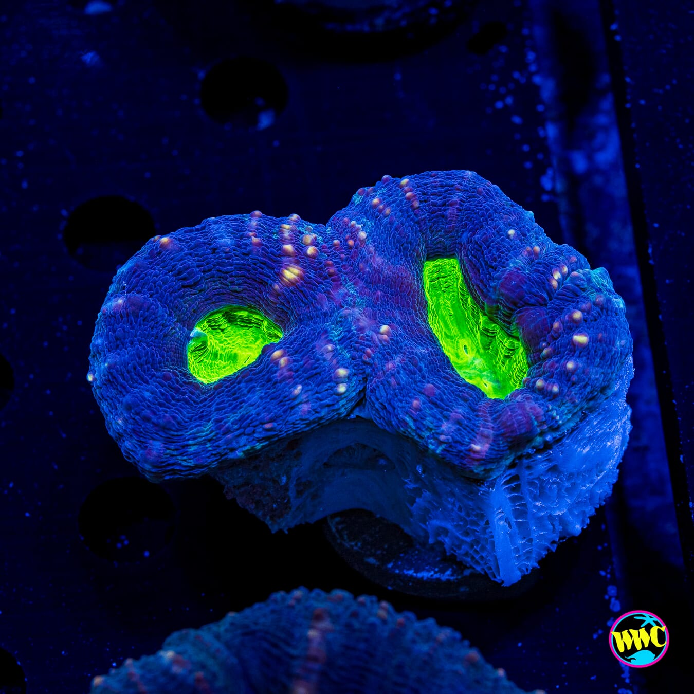 Poison Nova Lobophyllia - Actinic Photo