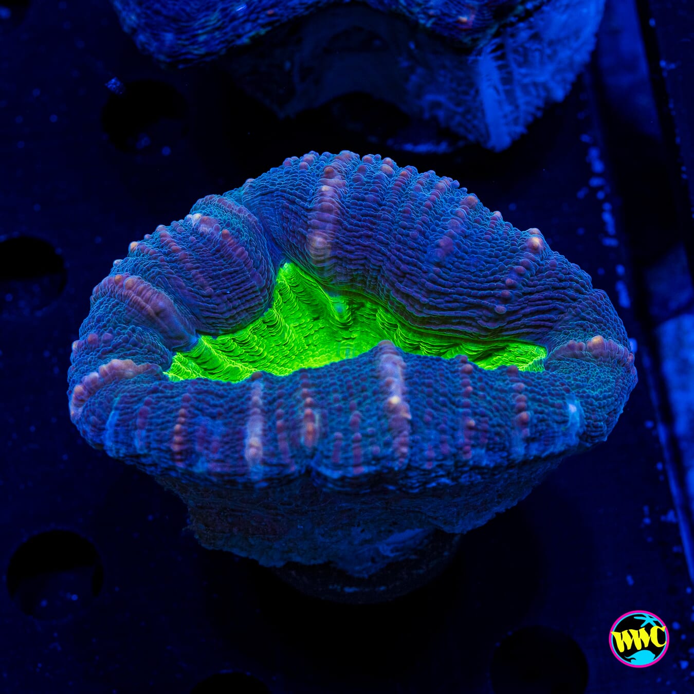 Poison Nova Lobophyllia - Actinic Photo