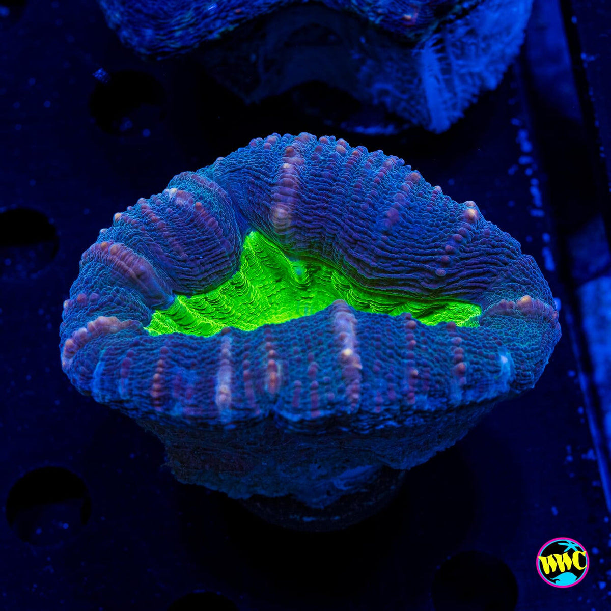 Poison Nova Lobophyllia - Actinic Photo