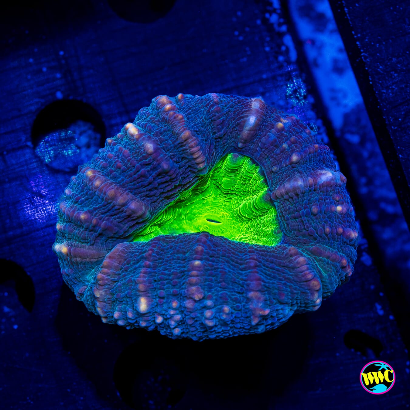 Poison Nova Lobophyllia - Actinic Photo