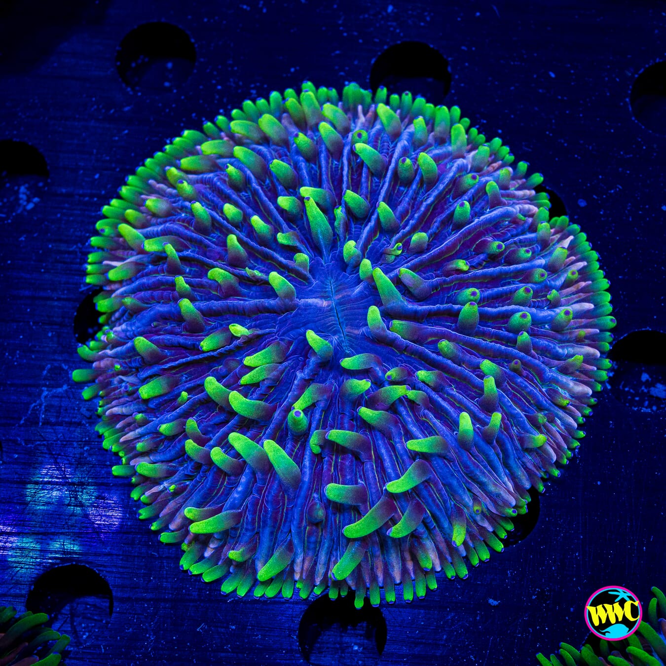 Purple Zebra Plate - Actinic Photo
