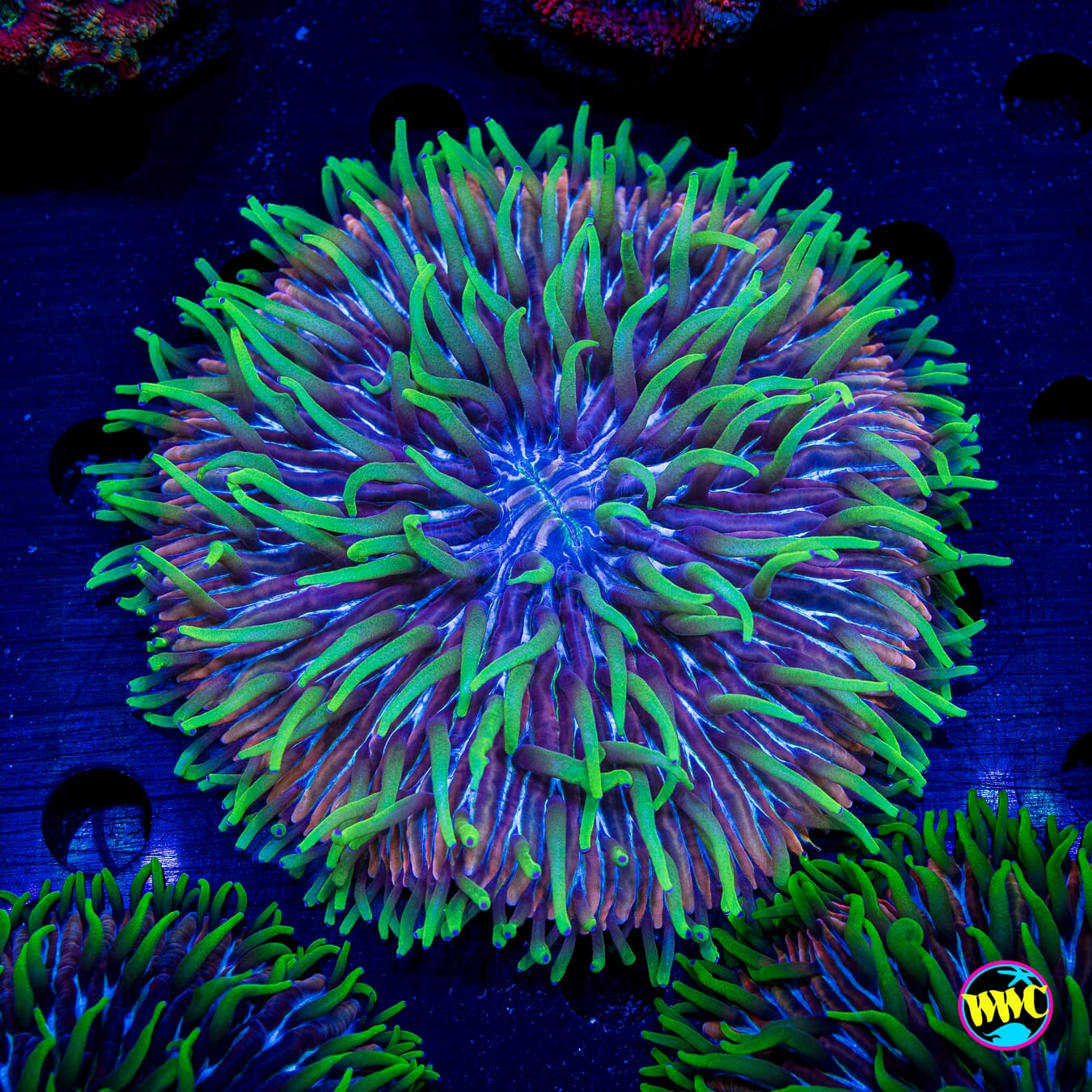 Purple Zebra Plate - Actinic Photo