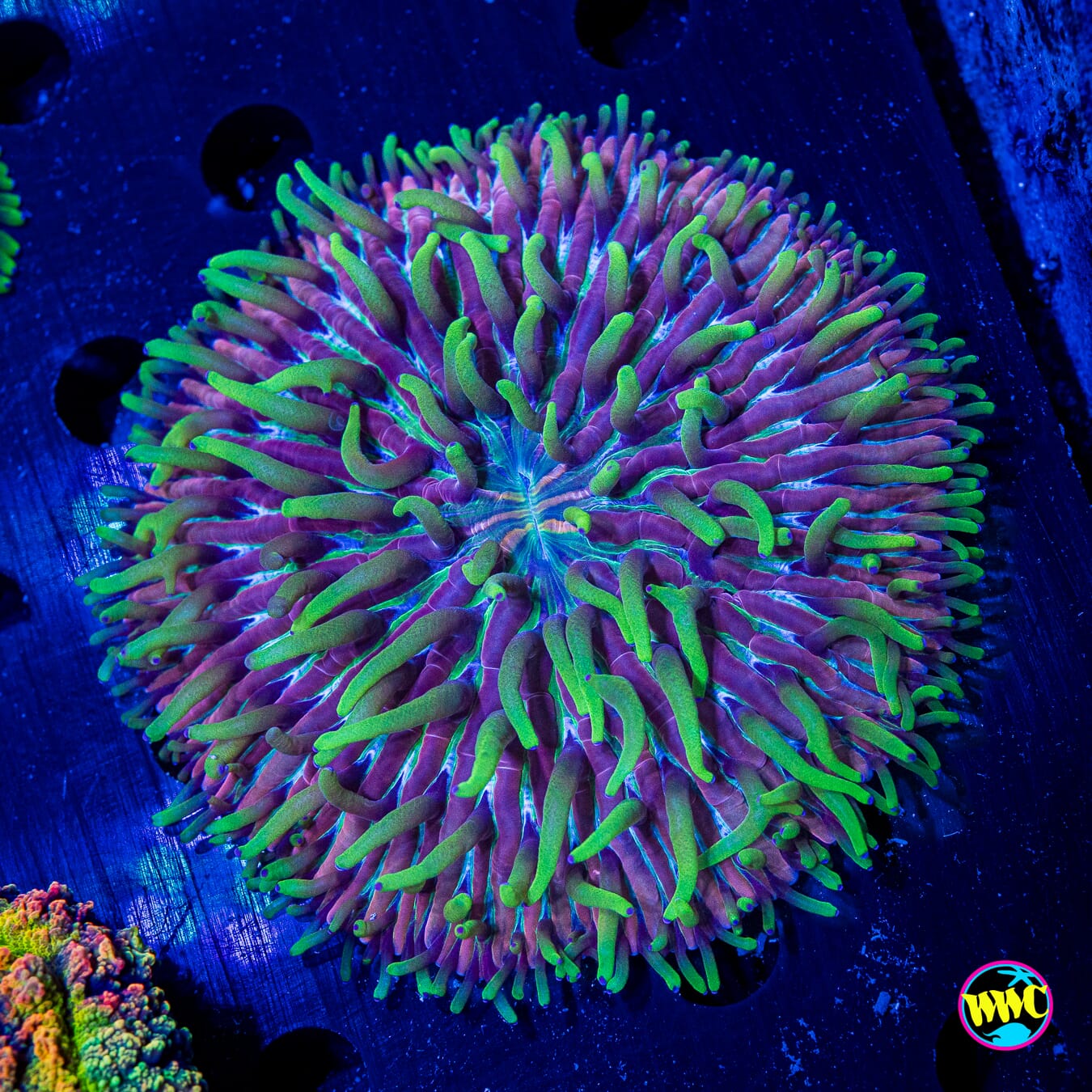 Purple Zebra Plate - Actinic Photo