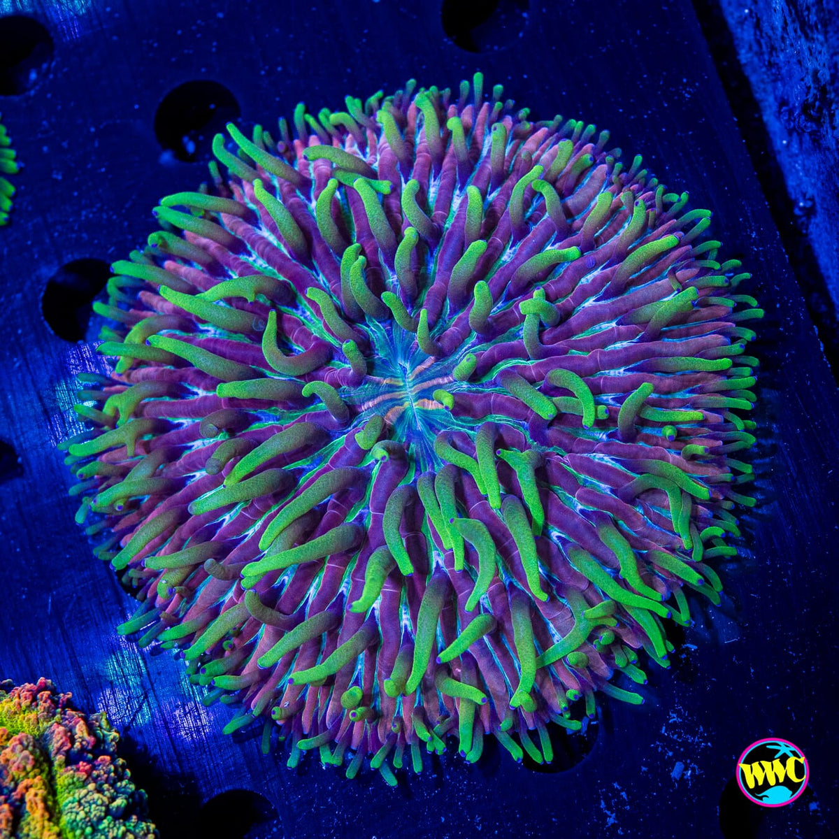Purple Zebra Plate - Actinic Photo