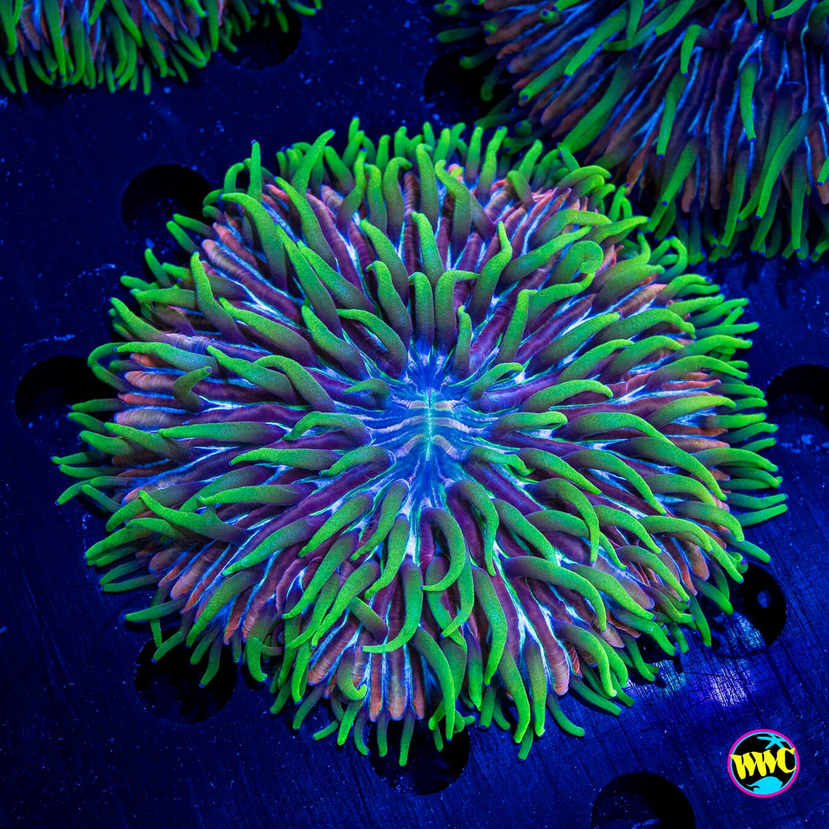 Purple Zebra Plate - Actinic Photo