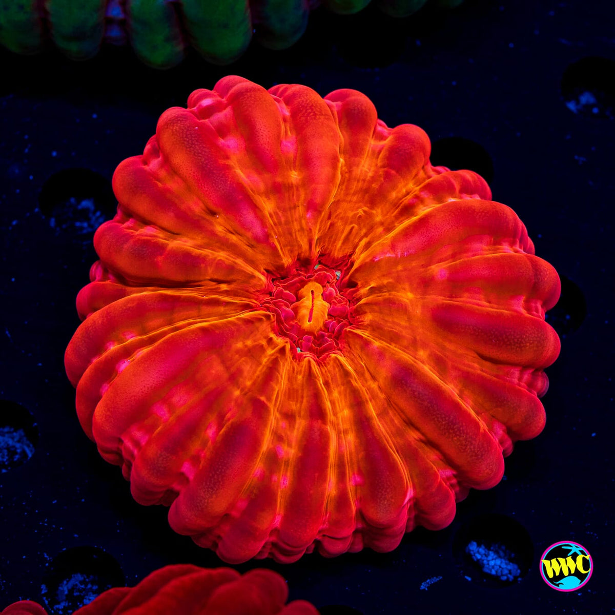 Torchlight Cynarina - Actinic Photo