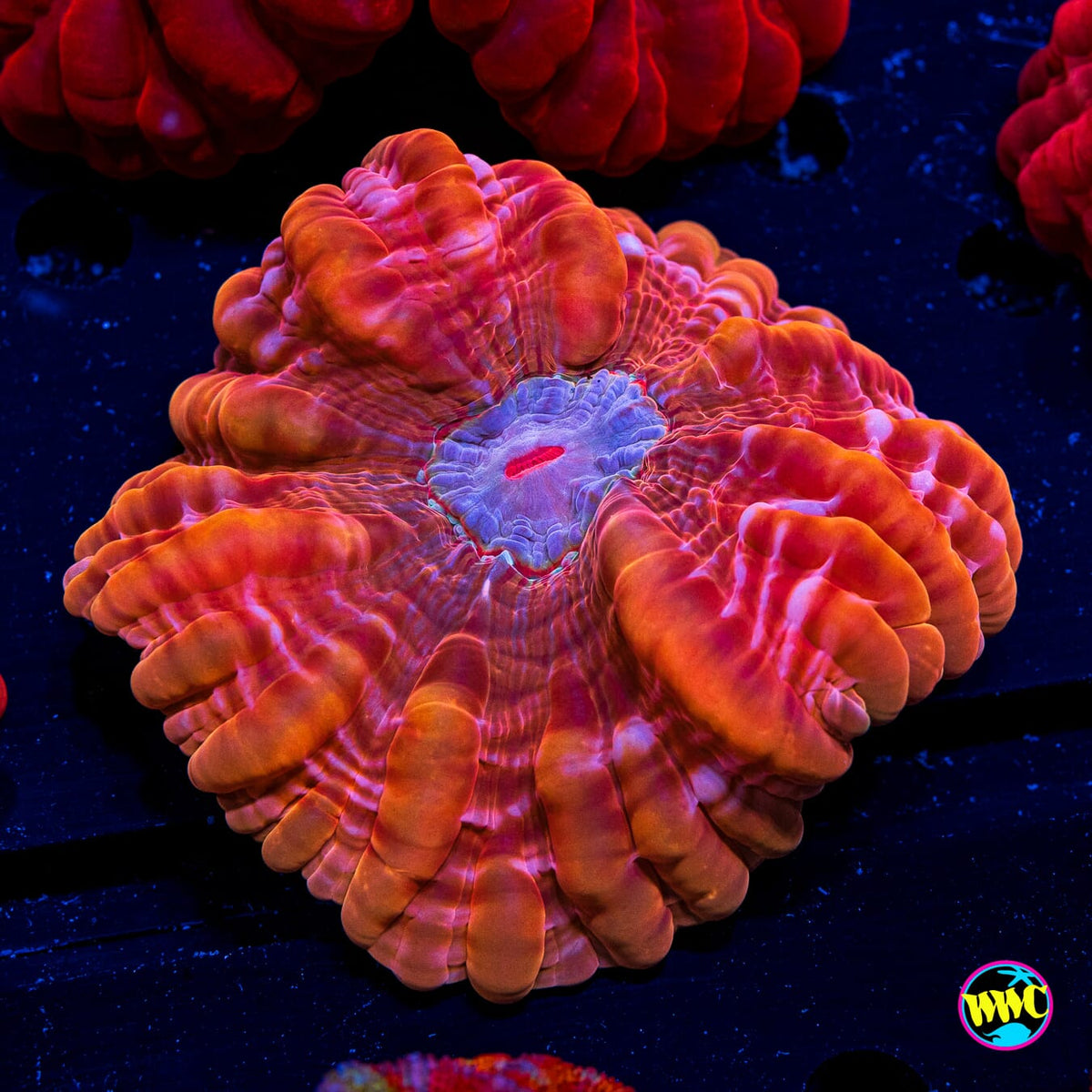 Dynamite Cynarina - Actinic Photo