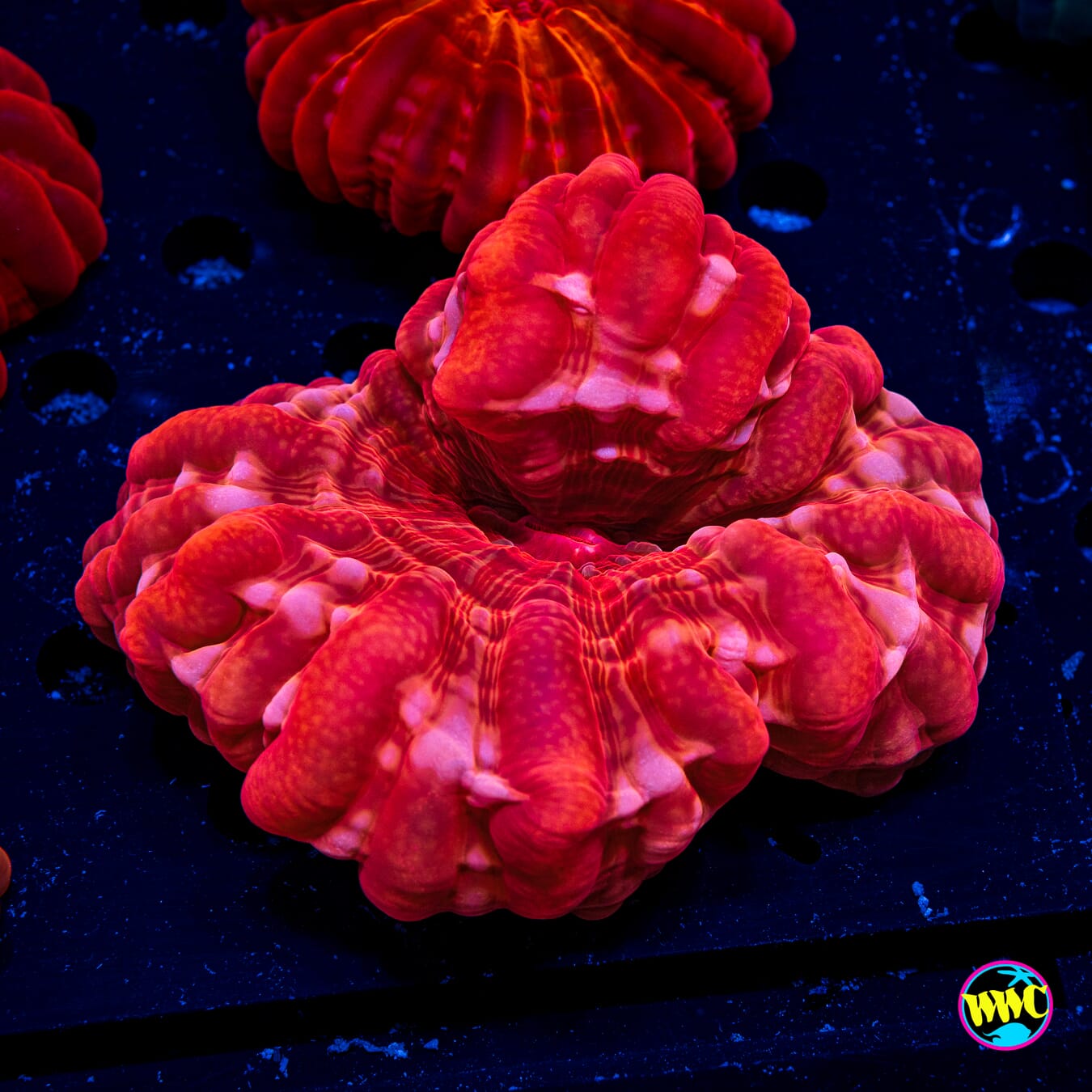 Chili Pepper Cynarina - Actinic Photo
