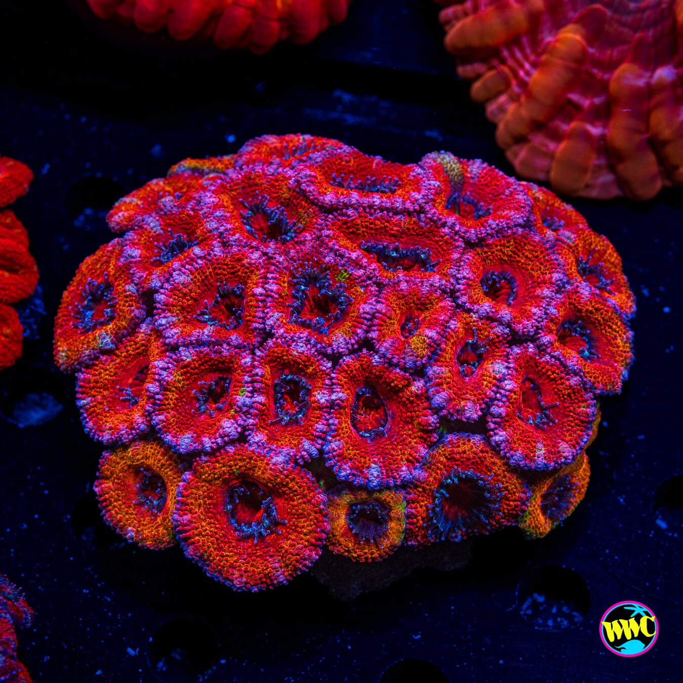 Tropical Vibes Aussie Lord - Actinic Photo