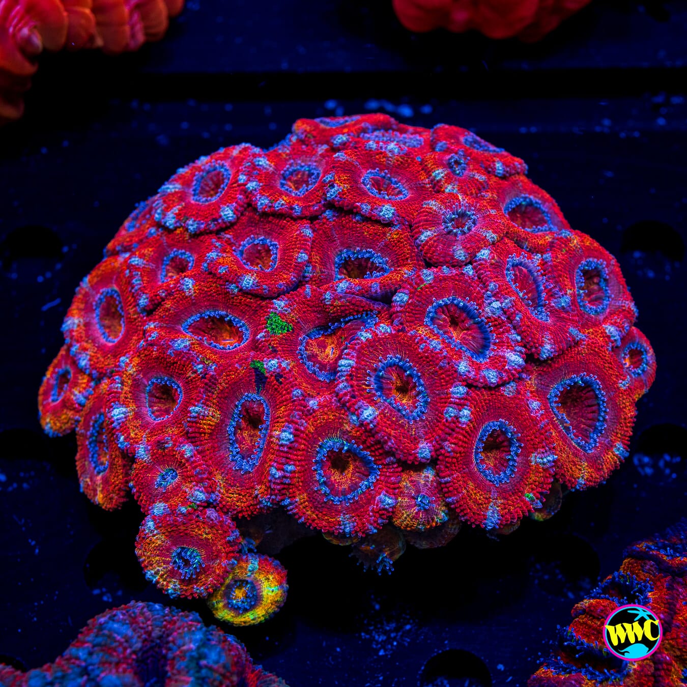 Lava Lash Aussie Lord - Actinic Photo