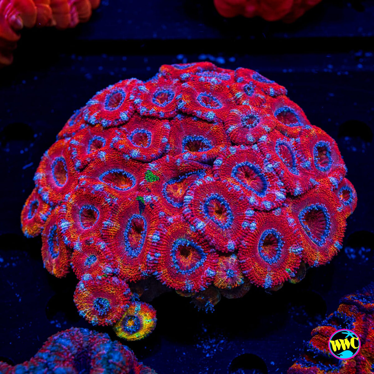 Lava Lash Aussie Lord - Actinic Photo