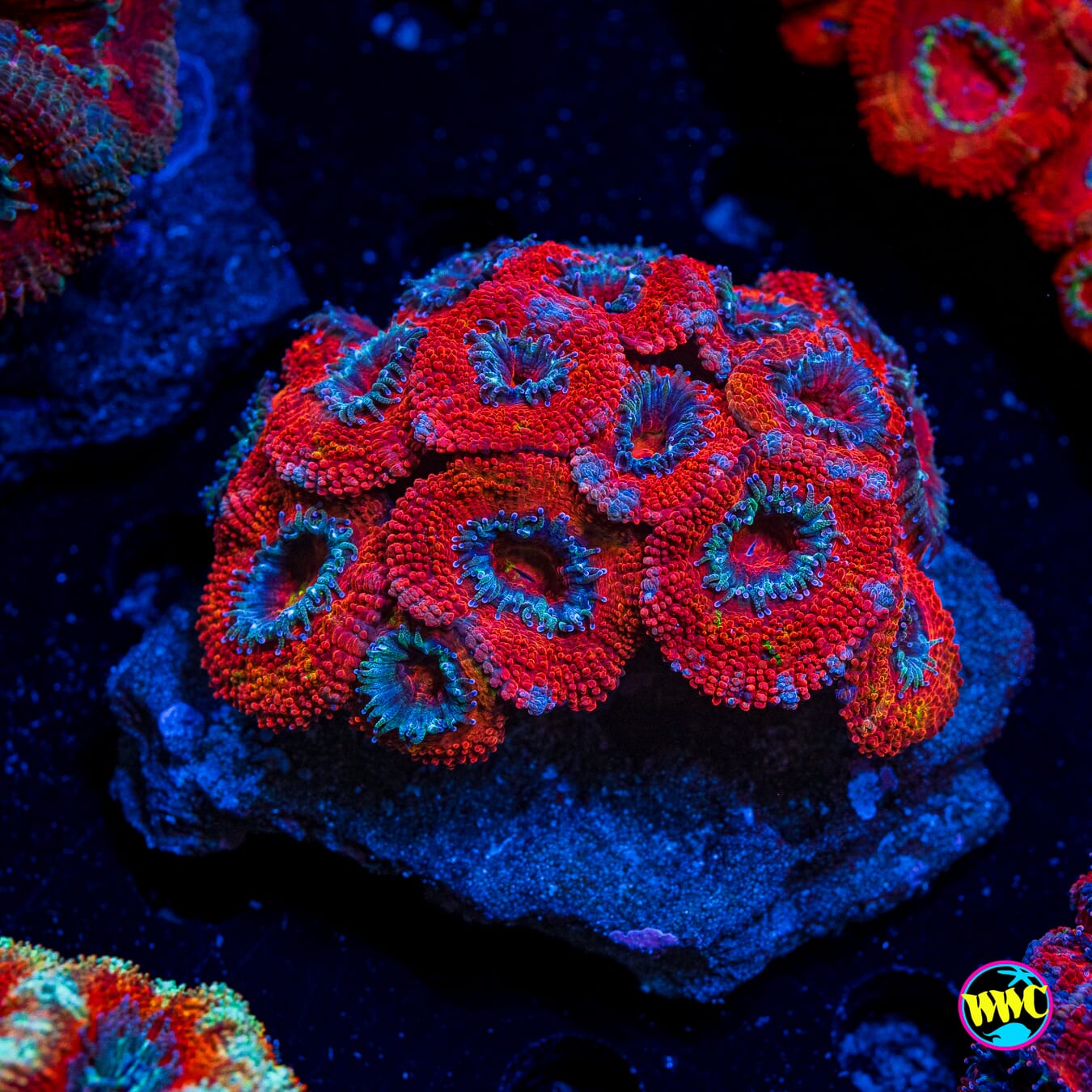 Big Red Aussie Lord - Actinic Photo