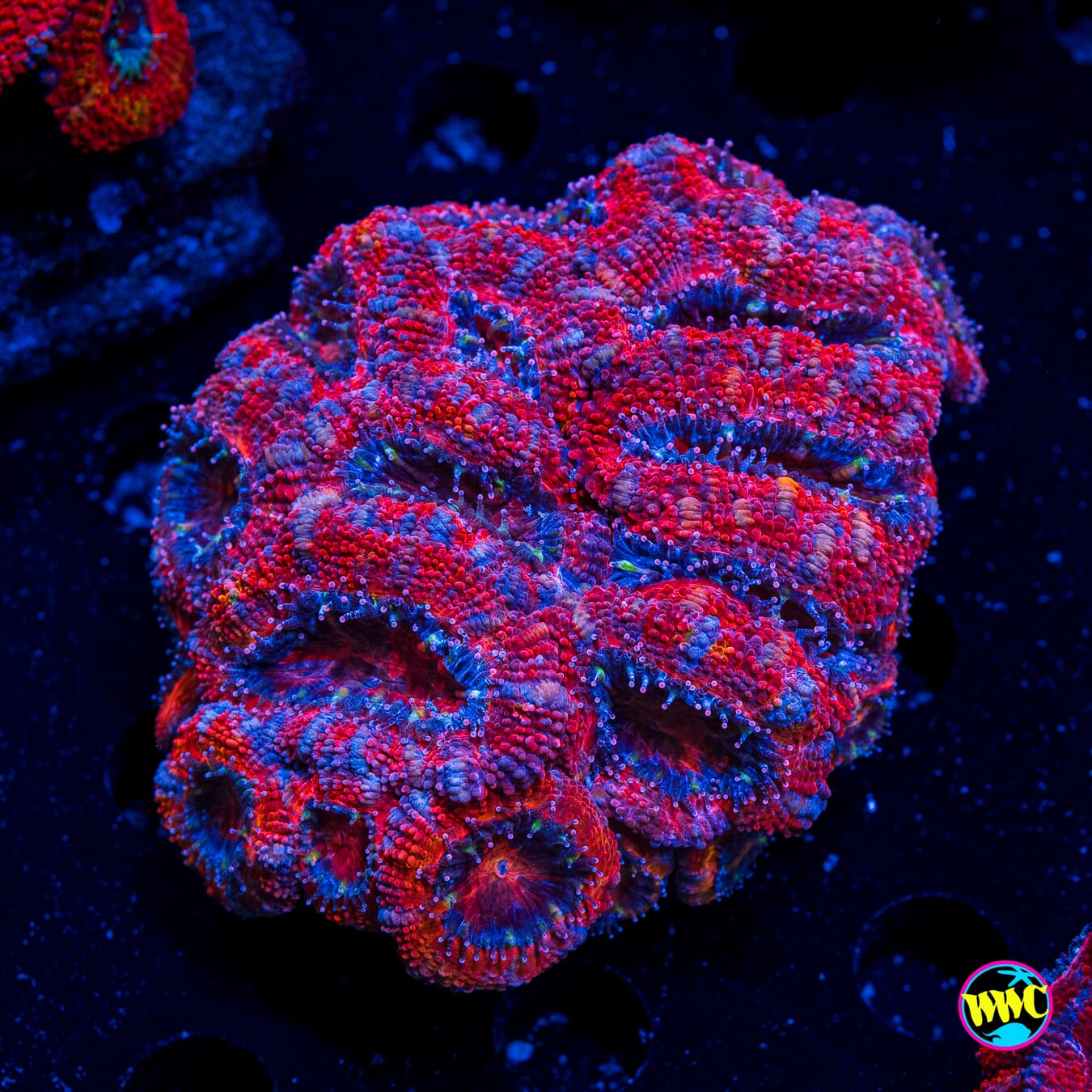 Blue Steel Aussie Lord - Actinic Photo