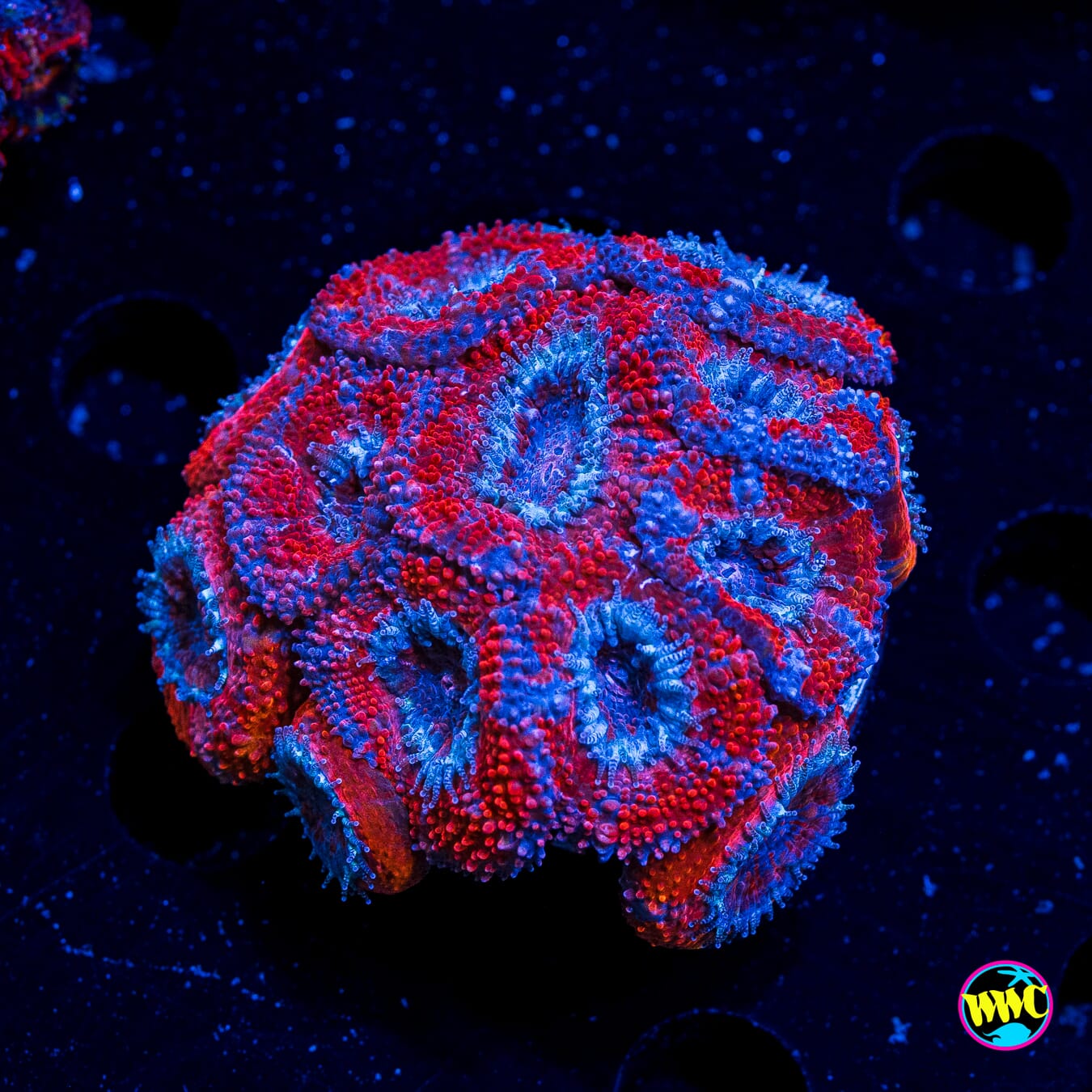 Blue Ribbon Aussie Lord - Actinic Photo