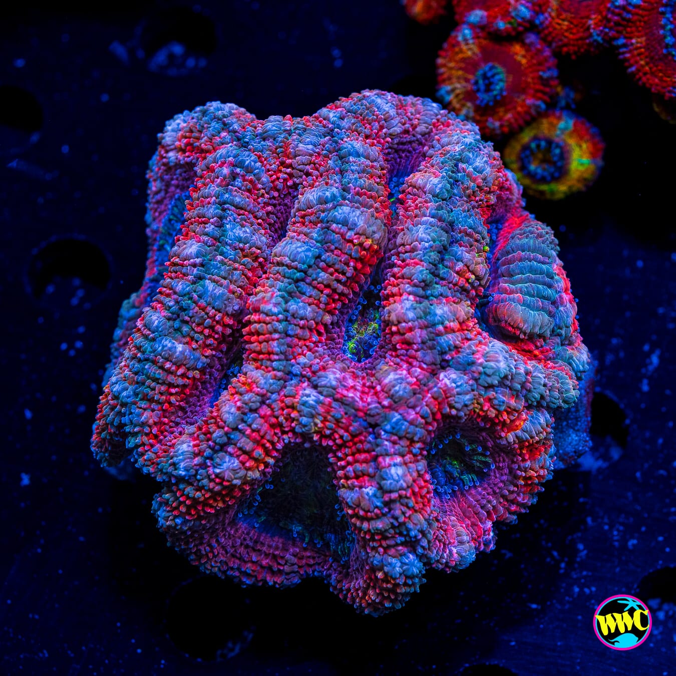 Cotton Candy Aussie Lord - Actinic Photo
