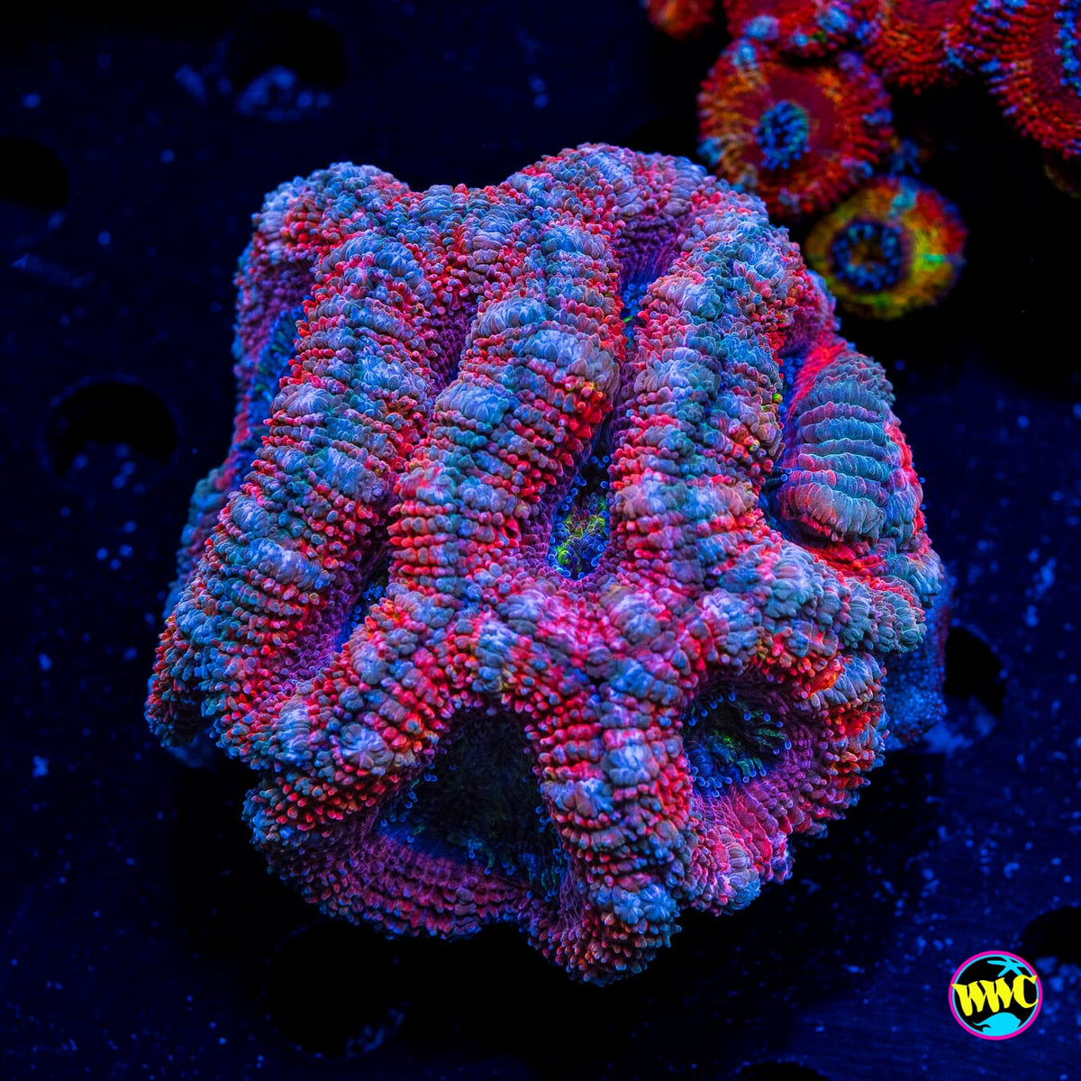 Cotton Candy Aussie Lord - Actinic Photo